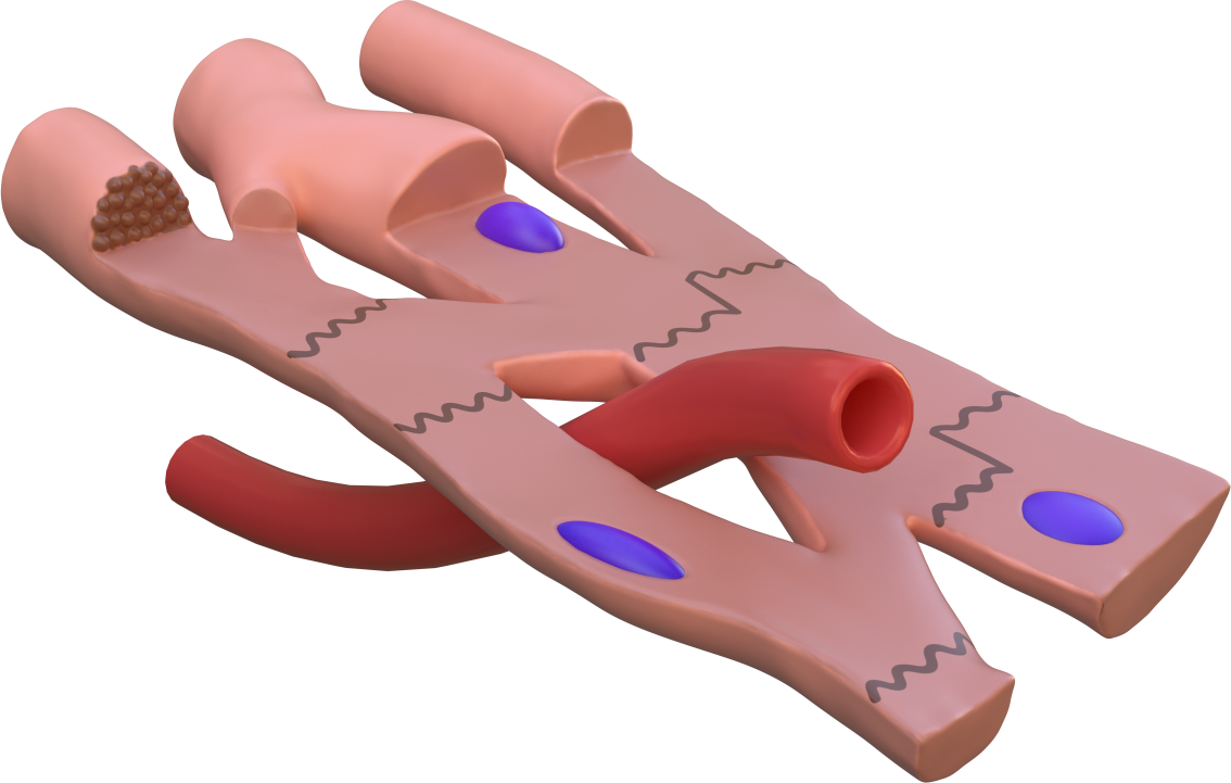 Illustration of cardiac tissue structure showing individual
               cells (with their nuclei in blue). This illustration was
               made for us by Dana Hamers Scientific Art.